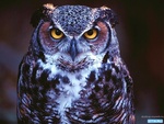 owl.exe