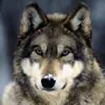 steelfox89