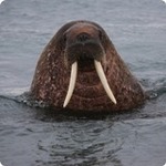 Morje