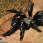 Dirgik