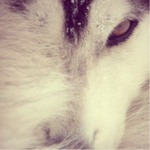 Magic.Volan