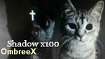 swaggafox