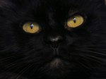 Cheshirecat01