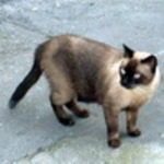 mitiko