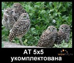 prostorak