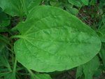 DymanegFodor