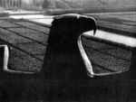 hismat0096