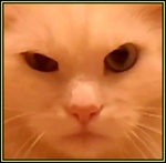 Vexom1