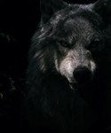Magic.Darkrus